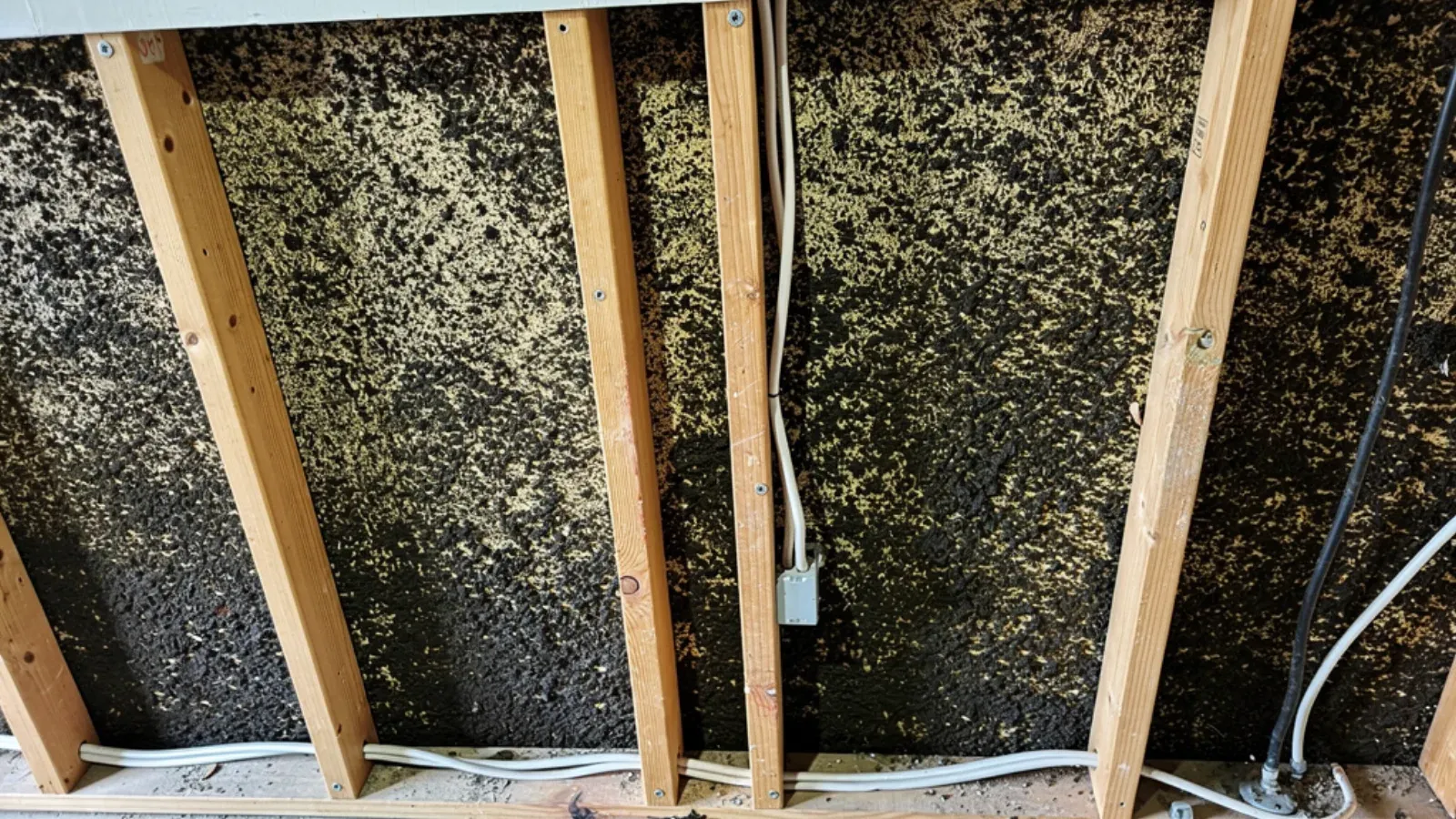 An interior wall opened to the wooden studs, revealing dense mould growth across the cavity surface behind